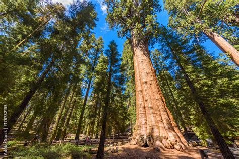 Biggest Tree On Earth