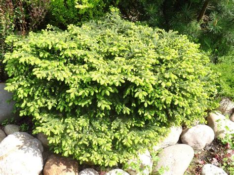 Nestfichte 'Nidiformis' / Picea abies 'Nidiformis'