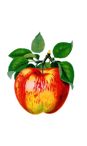 Fruit Apple Vintage Clipart Free Stock Photo - Public Domain Pictures