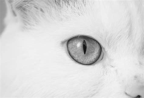 Katze Cat Eye Auge Kostenloses Foto Auf Pixabay Pixabay