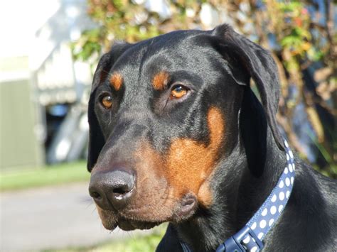 I Dont See Many Uncropped And Undocked Dobermans Around Here So I