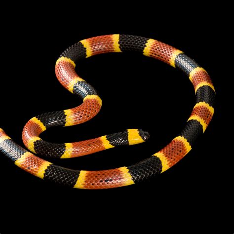 Coral Snake Fangs