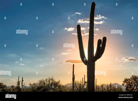 Saguaro cactus at sunset Stock Photo - Alamy