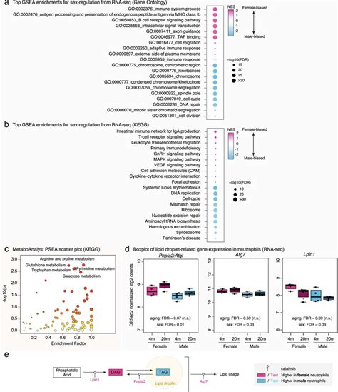 Sex Dimorphic Pathways In Bone Marrow Neutrophils Reveal Differential Download Scientific