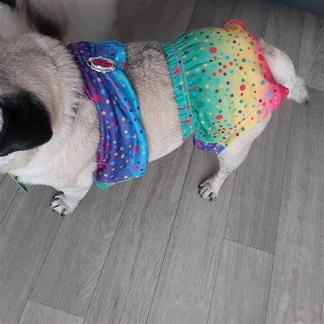 MEDIUM GROßER Hunde Bikini Badeanzug Etsy