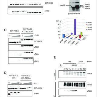 Plk Phosphorylates Rad On Thr And Ser In Vivo And In Vitro