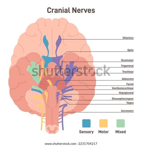 Mixed Nerve Images Stock Photos Vectors Shutterstock