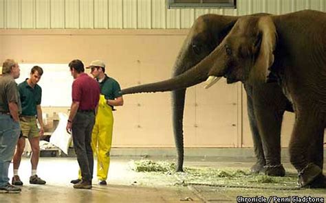 Pregnant Pachyderm / Ultrasound confirms artificially inseminated elephant at Marine World is ...