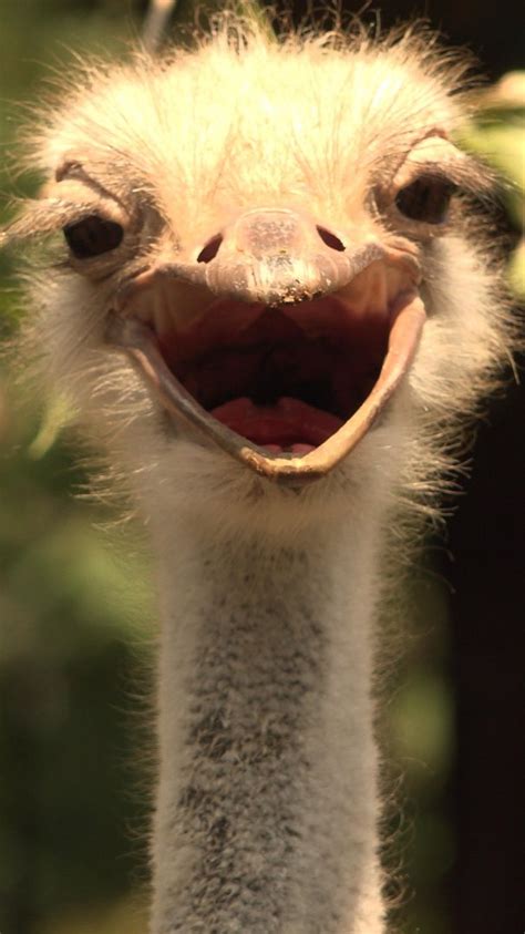 Ostrich Zoochat