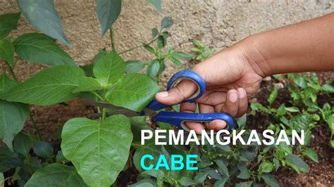 Teknik Dan Cara Pemangkasan Tanaman Cabe Agar Pendek Berbuah Lebat