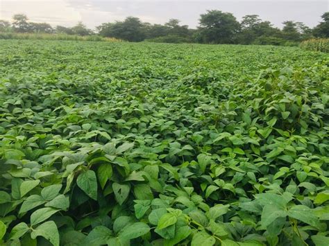 Soya Beans Production Cost And Management Grass Weeds Farm Seed