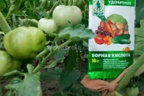 Как использовать борную кислоту так, чтобы не загубить помидоры