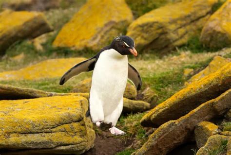 20+ Types of Penguins: Everything You Need to Know - A-Z Animals