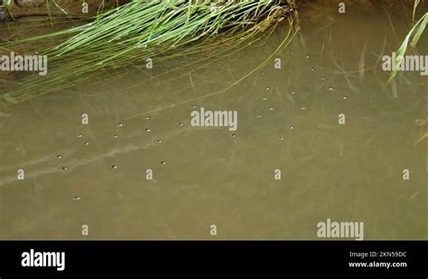 Whirligig Beetle Gyrinus Natator Aquatic Bugs Swimming In Water