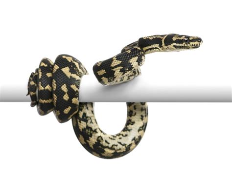 Carpet Python Care Guide & Info » Petsoid