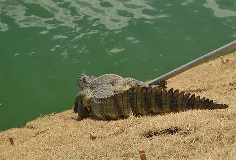 Jacar Encontrado Em Quintal De Resid Ncia No Distrito De Matinha