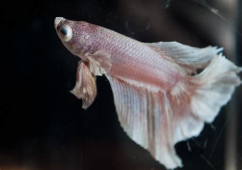 Betta Disease Popeye Nice Betta