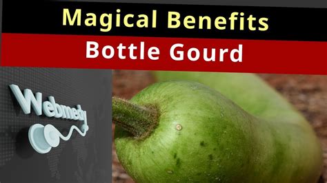 Bottle Gourd A Magic Potion For Your Health Top 10 Health Benefits Of Bottle Gourd Youtube