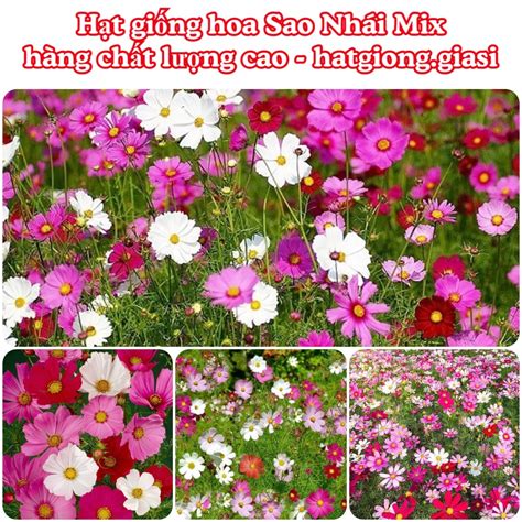 Hạt Giống Hoa Sao Nhái Mix Đủ Màu Gói 300 Hạt Shopee Việt Nam