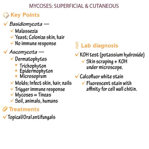 Immunology/Microbiology Glossary: Superficial & Cutaneous Mycoses | Draw It to Know It