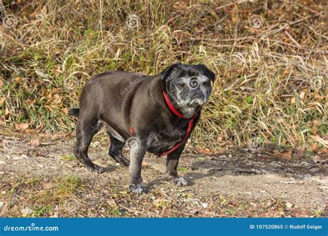 Pug Mops Named Adelheid Doing Winter Sun Exercise Stock Image Image