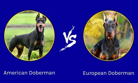 What Is The Difference Between American And European Doberman Golden