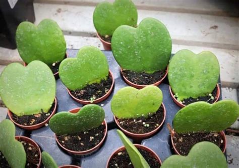 Cómo propagar cultivar Planta Corazón Hoya Kerrii y sus cuidados