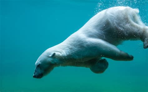 Fonds D Cran Ours Polaire Nageant Sous L Eau X Image