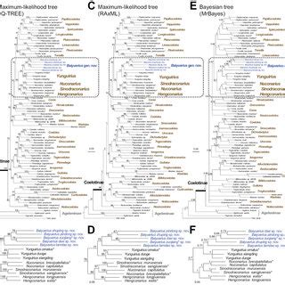 Phylogenetic Trees A B Maximum Likelihood Ml Trees Obtained By Using