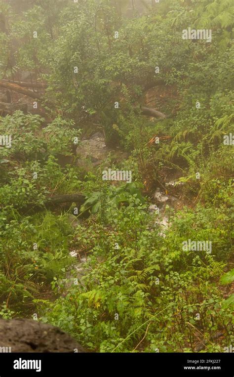 Green Understorey And Forest Floor In Australian Lowland Subtropical