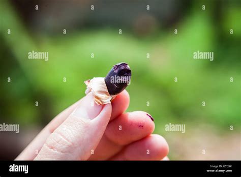 Cacao Seed Hi Res Stock Photography And Images Alamy