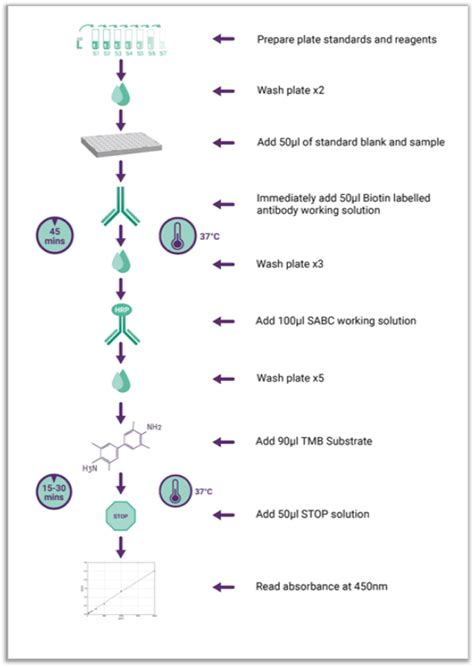 Elisa Assay Principles Protocols And Kits Assay Genie