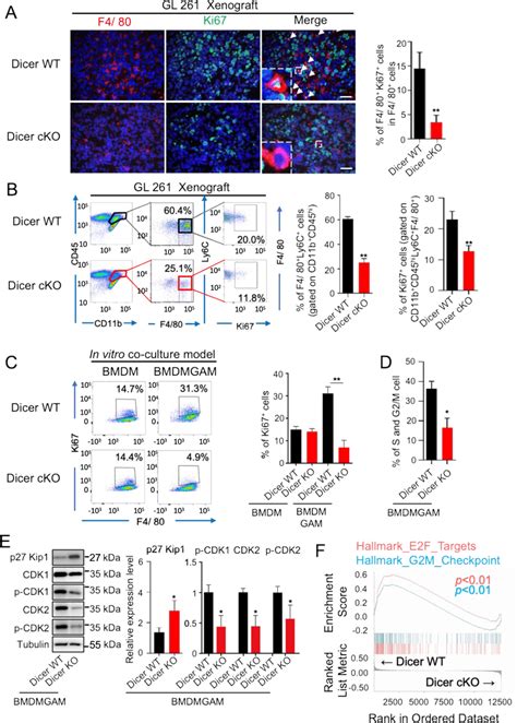 Macrophage Dicer Deficiency Inhibited The Proliferation Of Gam A If