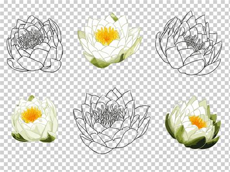 Nelumbo Nucifera Dibujo Croquis De Acuarela Loto Pintado A Mano Vaso