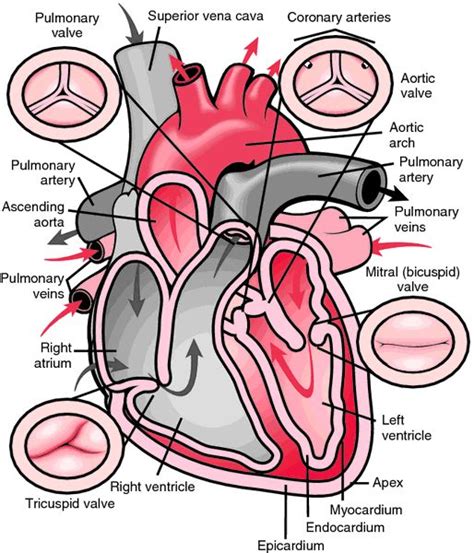 32 best Bicuspid Aortic Valve images on Pinterest