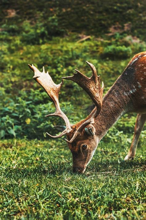 Dappled Deer. a Sika Deer with Antlers Stock Photo - Image of landscape, antlers: 249152000