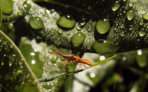 Free Images Water Nature Branch Dew Plant Leaf Flower Wildlife