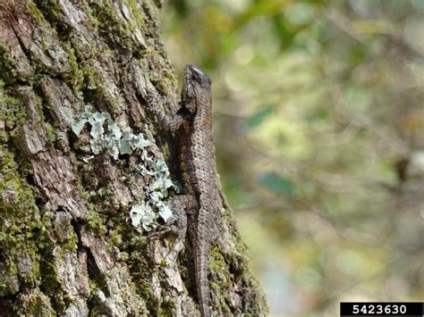 Southern Fence Lizard Sceloporus Undulatus Undulatus