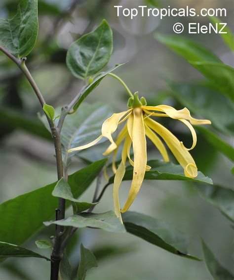 Cananga odorata, Unona odoratissima (Common names: Ylang Ylang, Perfume ...