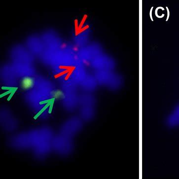 1 Physical localization of bacterial artificial chromosome (BAC) clones ... 