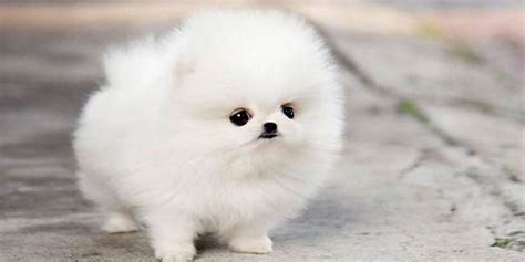 Apa Perbedaan Pomeranian Dan Mini Pom Yuk Cek Faktanya Pintarpet