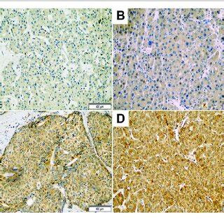 Representative Photomicrographs Of Immunohistochemical Staining With