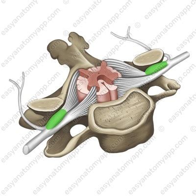 Spinothalamic tracts – Easy Anatomy 3D