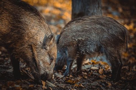 Scappano Spaventati Dai Cinghiali E Si Perdono Nel Bosco Soccorsa