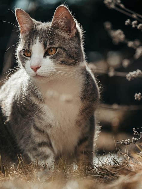 Cute Cat Photography