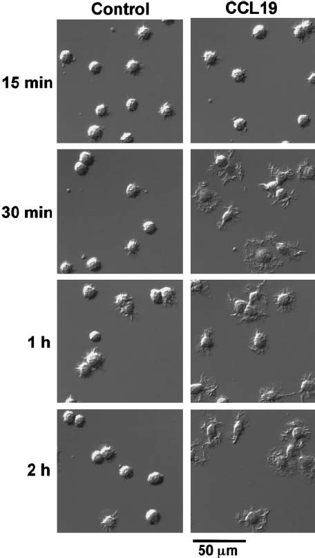 Ccl Induced Rapid Dendritic Extension Of Mature Dcs Bc Cells Were