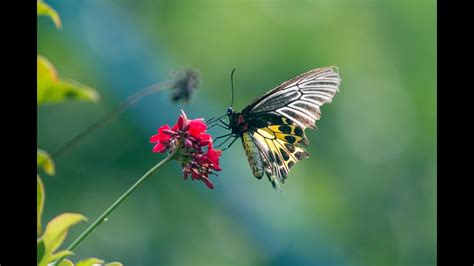 The Lifespan Of A Butterfly Youtube