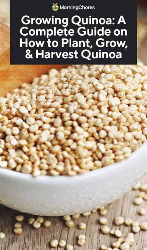 Growing Quinoa A Complete Guide On How To Plant Grow And Harvest Quinoa