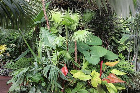 Group of plants at conservatory Photograph by BJ Karp - Fine Art America