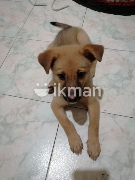 German Shepherd Puppy In Narammala Ikman